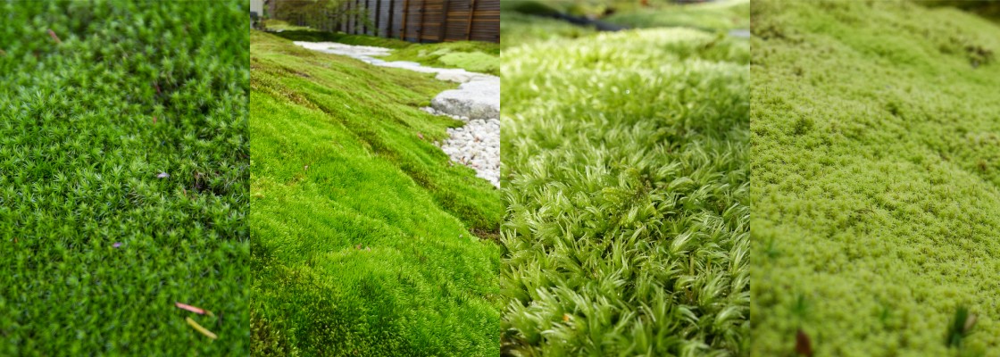 Why choose living moss?